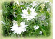 huiledenigelle bienfaits fleur
